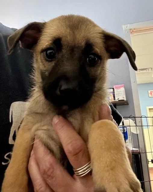 A baby medium-sized female Labrador Retriever dog named Clover for adoption in Lake Hopatcong, NJ