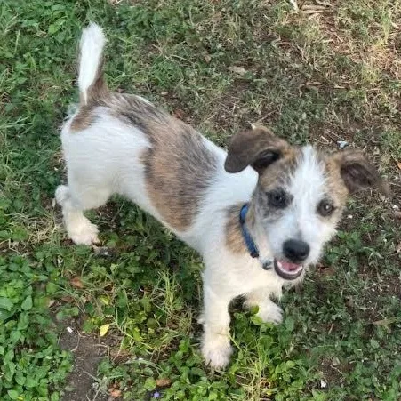 A baby medium-sized male Brown / Chocolate Terrier dog named Zoomie for adoption in CORPUS CHRISTI, TX