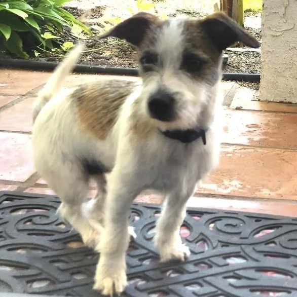 Zoomie thumbnail 3