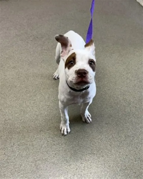 A baby small-sized female Pit Bull Terrier dog named Muffin for adoption in San Bernardino, CA