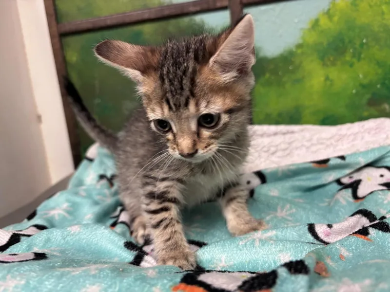 A baby small-sized female Domestic Short Hair cat named Stella for adoption in Houston, TX