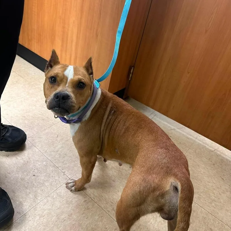 An adult medium-sized female Brown / Chocolate Mixed Breed dog named Muffit for adoption in Rocky Mount, VA