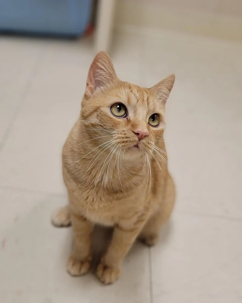 An adult small-sized female Domestic Short Hair cat named Tabby for adoption in Front Royal, VA