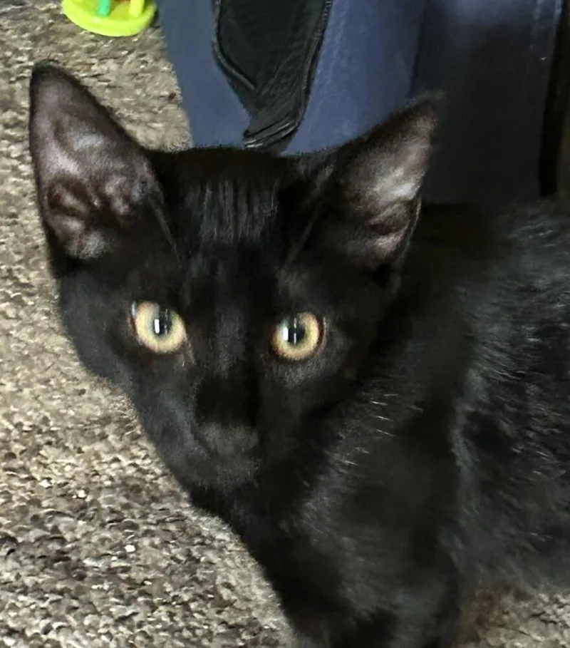 A baby medium-sized male Black & White / Tuxedo Domestic Short Hair cat named Dean for adoption in Milltown, NJ