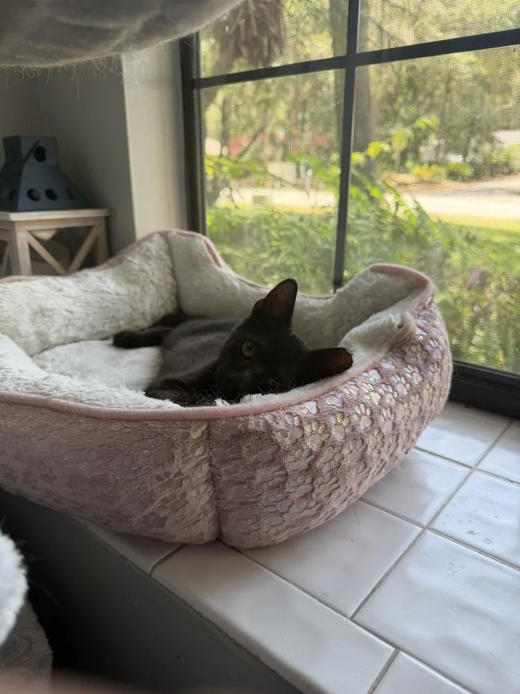 A baby medium-sized male Black Domestic Short Hair cat named Amigo for adoption in Saint Augustine, FL