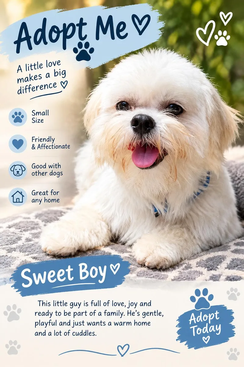 An adult small-sized male White / Cream Shih Tzu dog named Austin for adoption in TOMBALL, TX