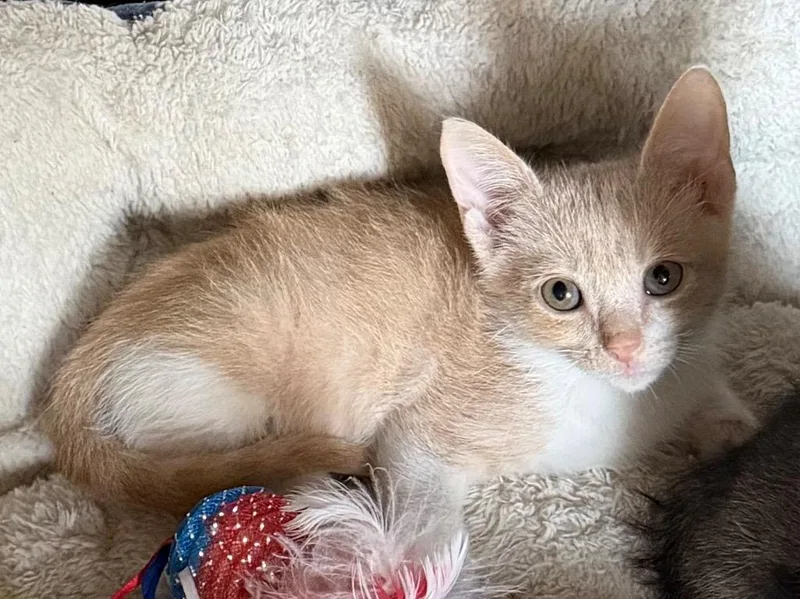 A baby small-sized male Tabby cat named Juanjose for adoption in Brookhaven, MS