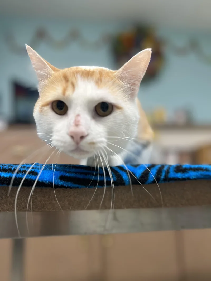 An adult medium-sized male Orange & White Domestic Short Hair cat named Cheese Puff for adoption in Media, PA