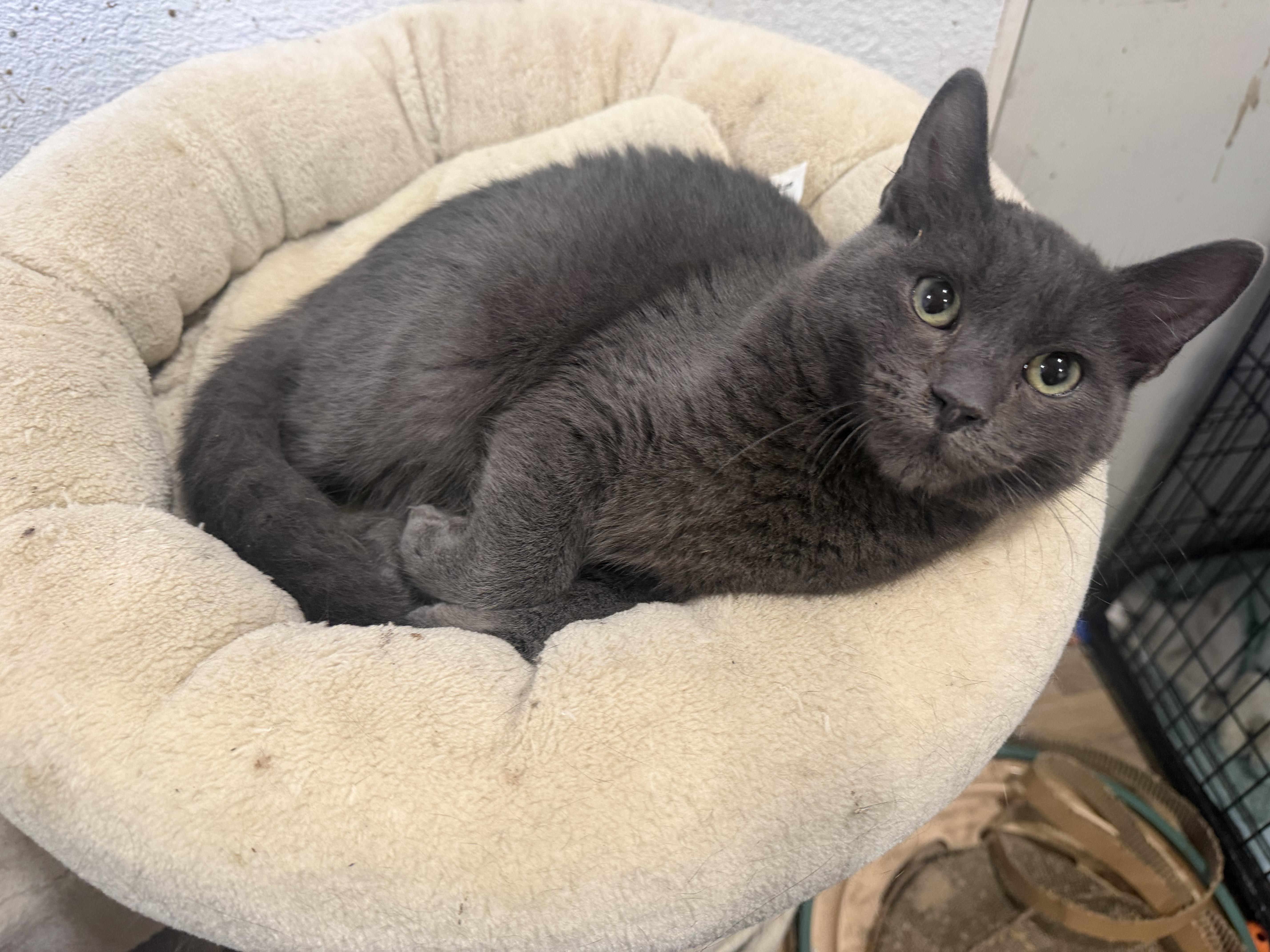 A young medium-sized male Domestic Short Hair cat named Mikey for adoption in Rio Linda, CA