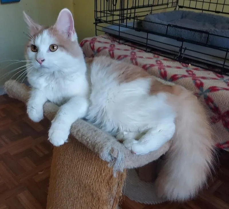 A baby medium-sized female Orange & White Domestic Medium Hair cat named Savannah for adoption in Colmar, PA