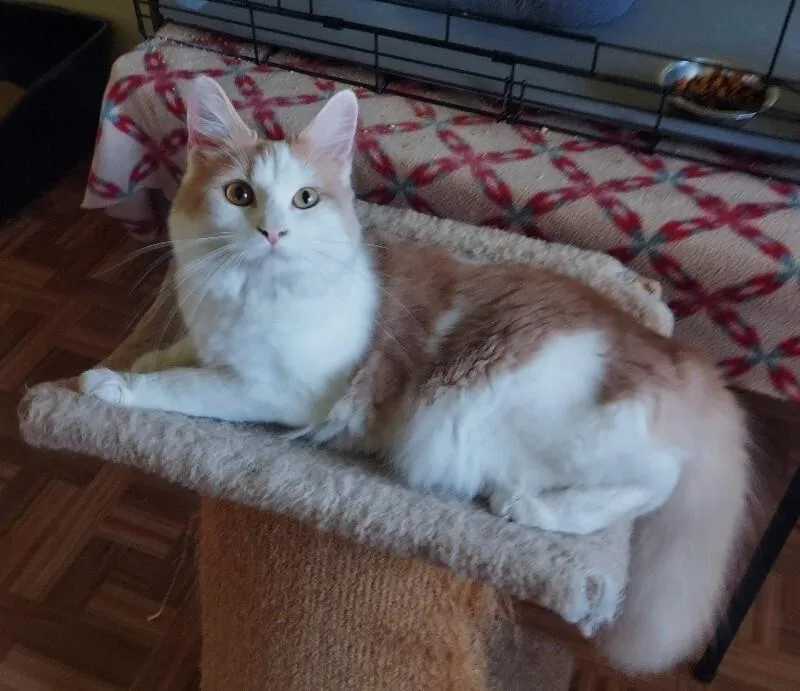 Savannah thumbnail 2