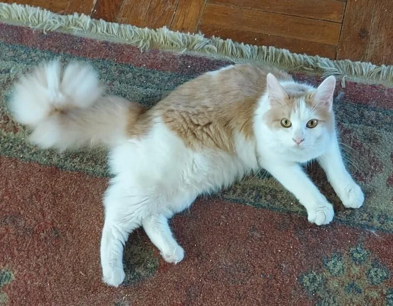 Savannah thumbnail 3