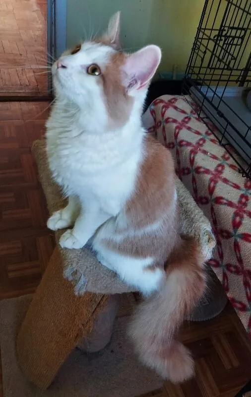 Savannah thumbnail 4