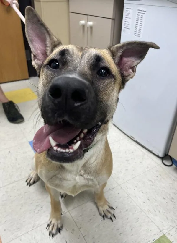 A young large-sized male Shepherd dog named Winslow for adoption in Sioux City, IA