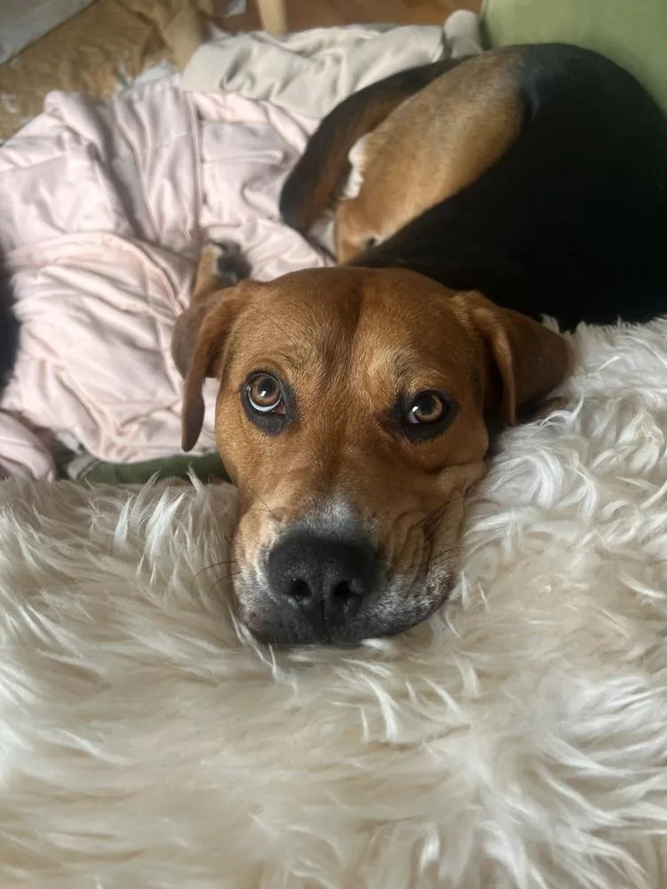 A young medium-sized male Hound dog named Hank for adoption in Manhattan, NY