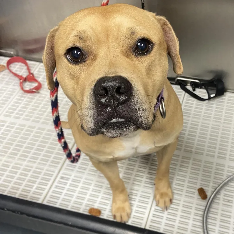 An adult medium-sized male Yellow / Tan / Blond / Fawn Mixed Breed dog named Gingerbread Man for adoption in Allentown, PA