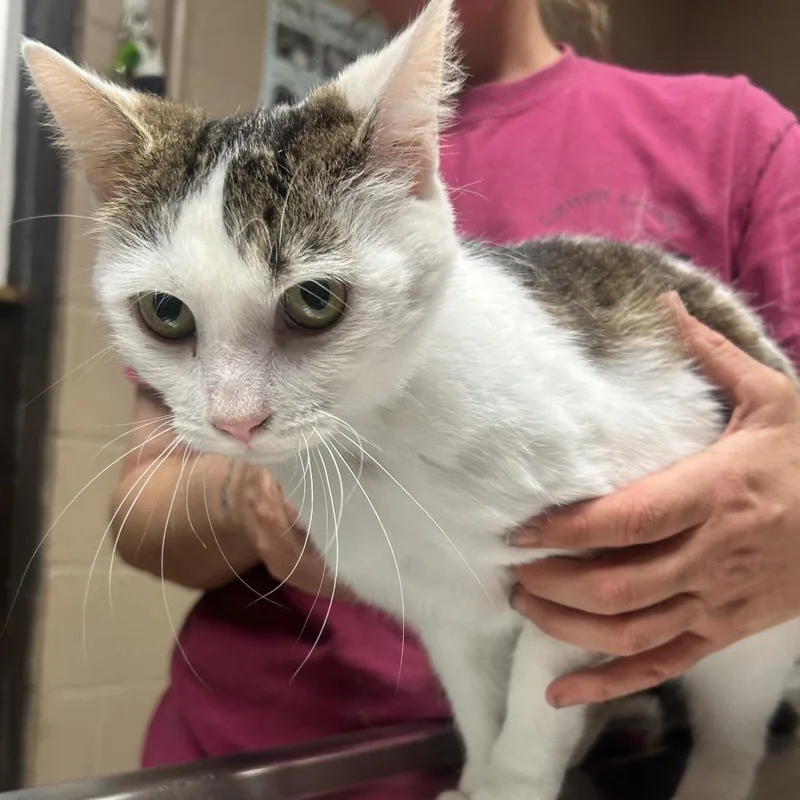 An adult medium-sized female White Domestic Short Hair cat named Oakley for adoption in Newport, NC