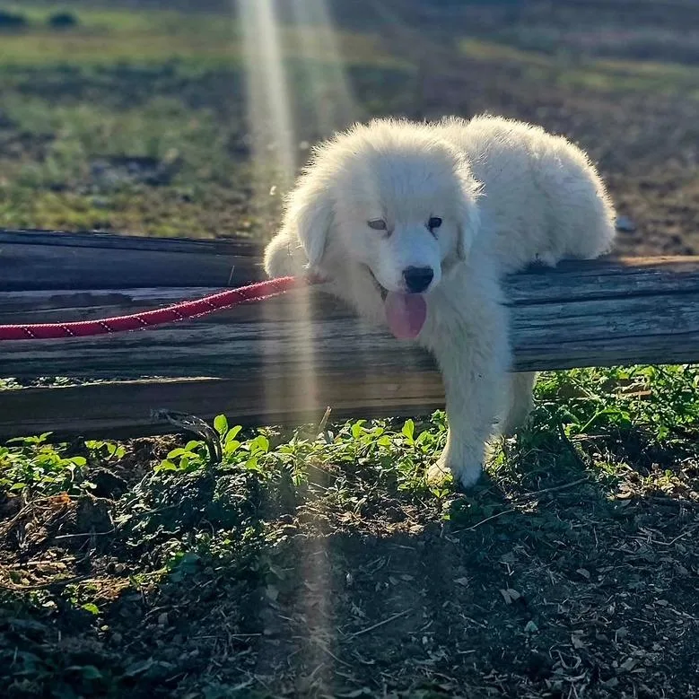 Goose Ci thumbnail 2