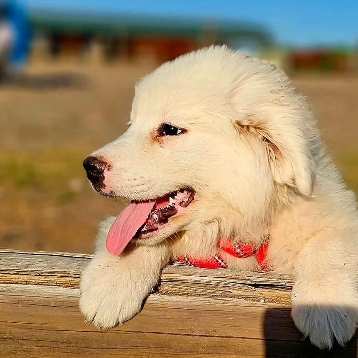 A baby large-sized male White / Cream Great Pyrenees dog named Goose Ci for adoption in Austin, TX