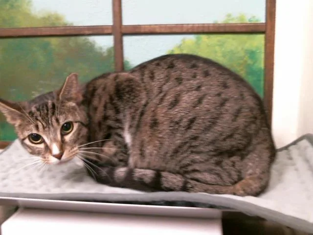 A young medium-sized female Domestic Short Hair cat named Biggins for adoption in Houston, TX