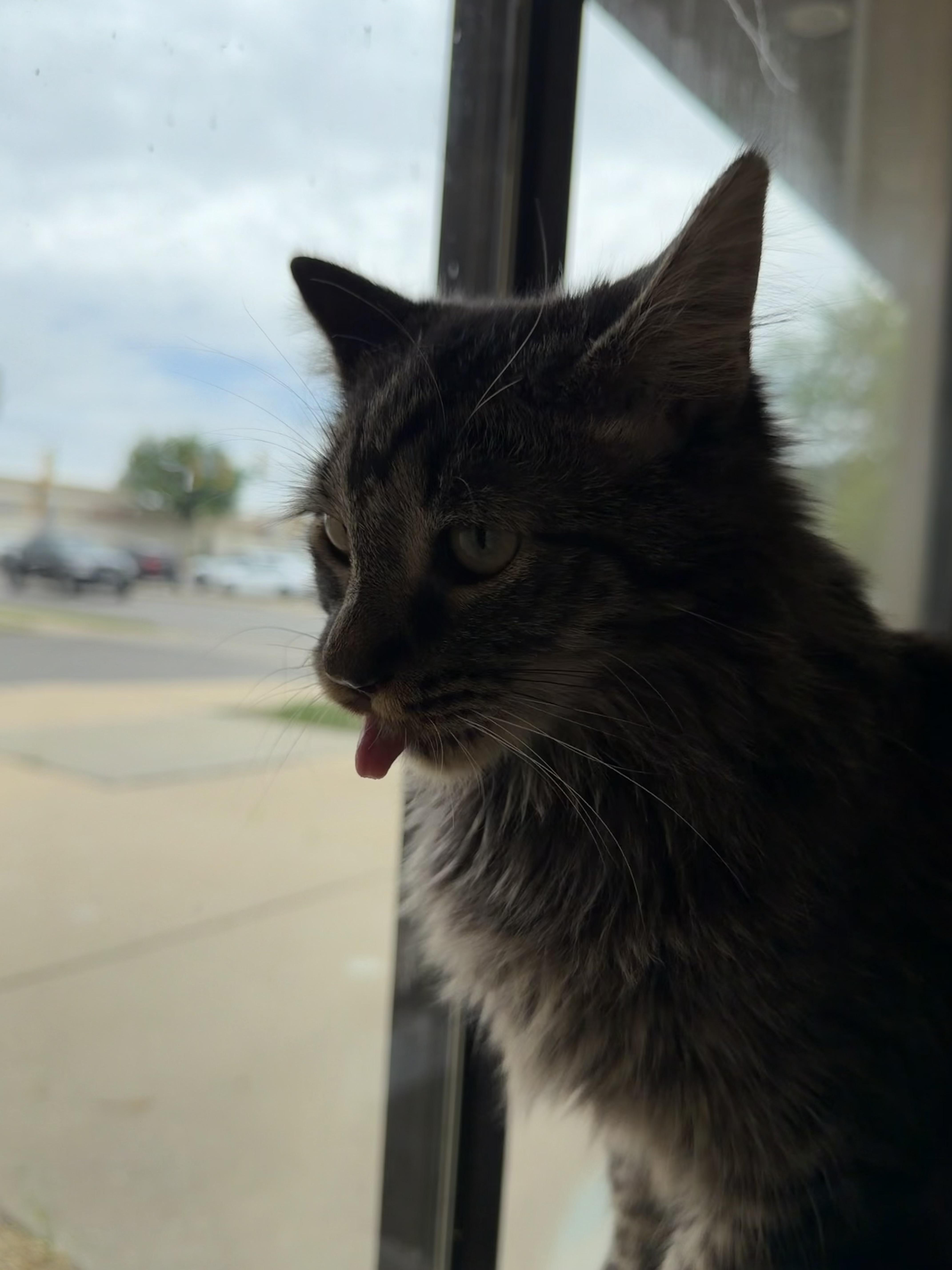 A young medium-sized female Tabby (Buff / Tan / Fawn) Domestic Long Hair cat named Meadow for adoption in Madison, WI