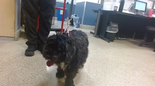 An adult medium-sized female Schnauzer dog named Mia for adoption in Miami, FL