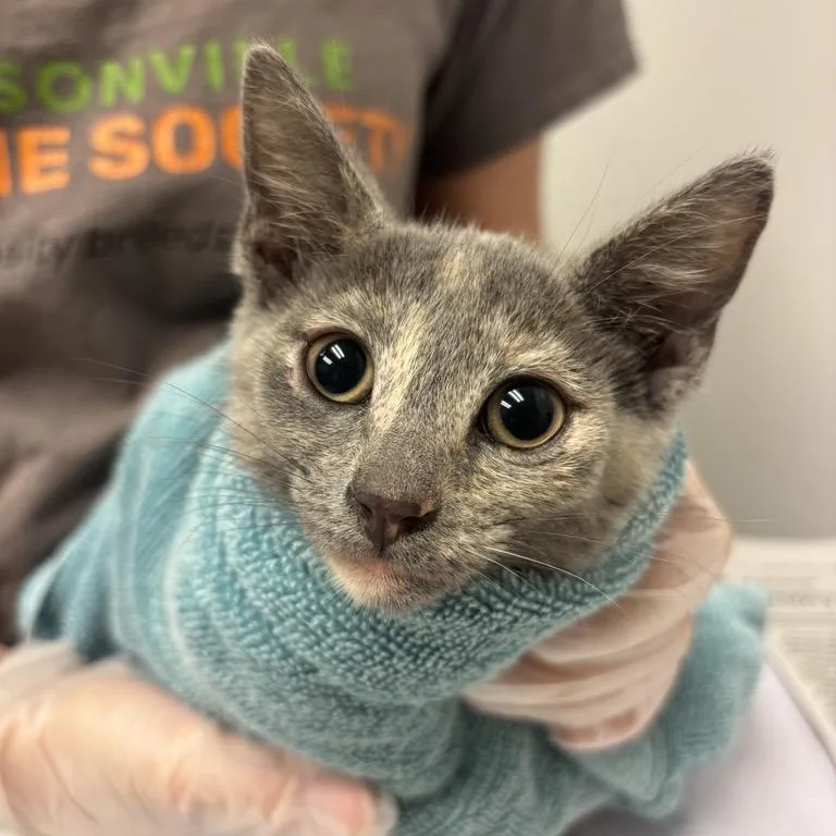 A baby small-sized female Gray / Blue / Silver Domestic Short Hair cat named Miami for adoption in Jacksonville, FL