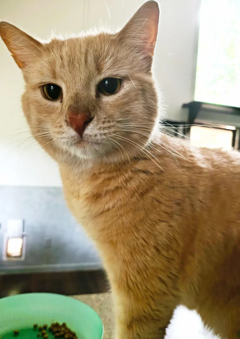 A young large-sized male Buff / Tan / Fawn Domestic Short Hair cat named Minky for adoption in Newton, NC