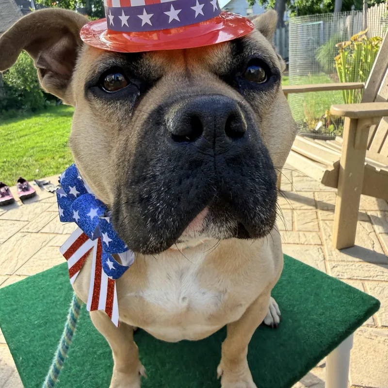 A young medium-sized female Apricot / Beige American Bulldog dog named Coco for adoption in Mendham, NJ