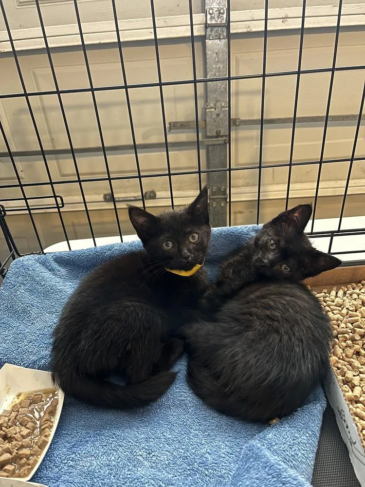 A baby medium-sized female Black Domestic Short Hair cat named Pisa for adoption in Emerald Isle, NC