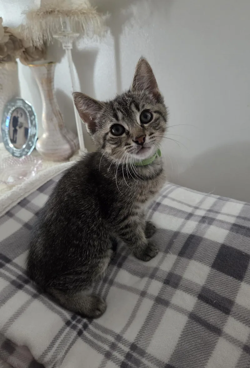 Comet