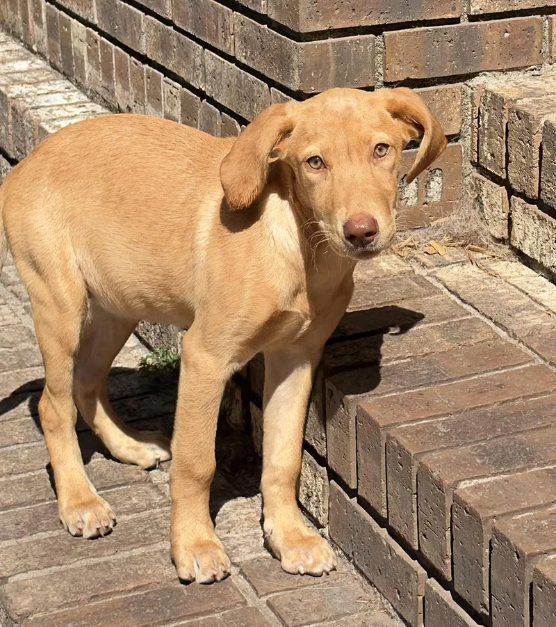 A young medium-sized female Yellow / Tan / Blond / Fawn Yellow Labrador Retriever dog named Regina for adoption in Mt Pleasant, SC