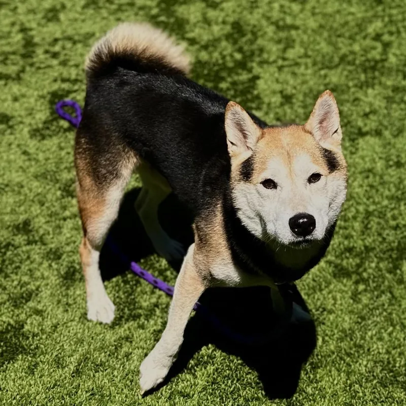 An adult medium-sized male Black Shiba Inu dog named Shiitake for adoption in Matteson, IL