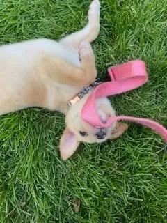 A baby small-sized female Yellow / Tan / Blond / Fawn Chihuahua dog named Goosie for adoption in Orland Park, IL