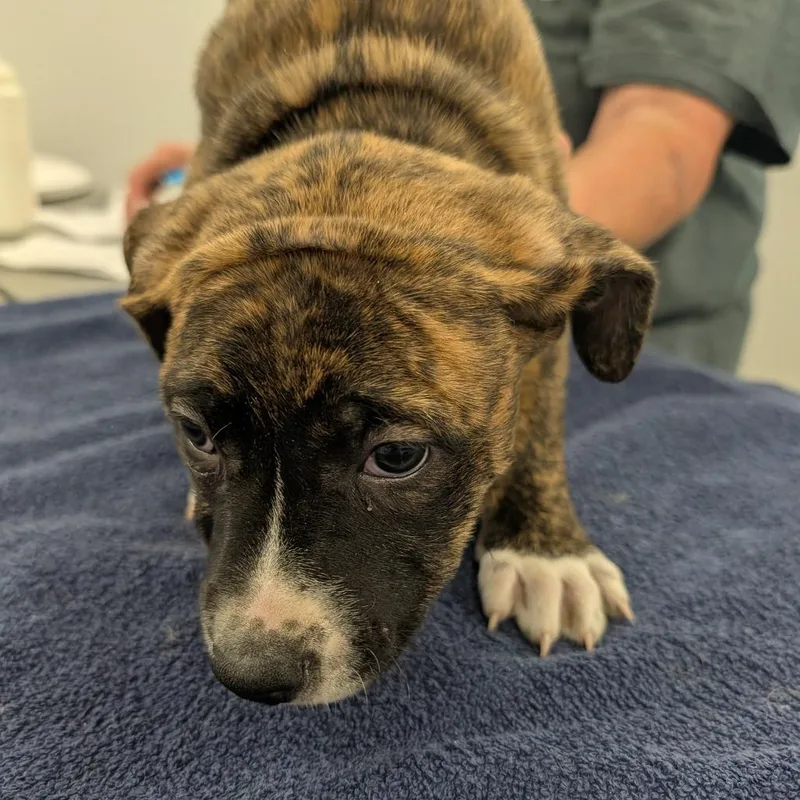 A baby small-sized female Brindle Labrador Retriever dog named Clutch for adoption in Winston Salem, NC