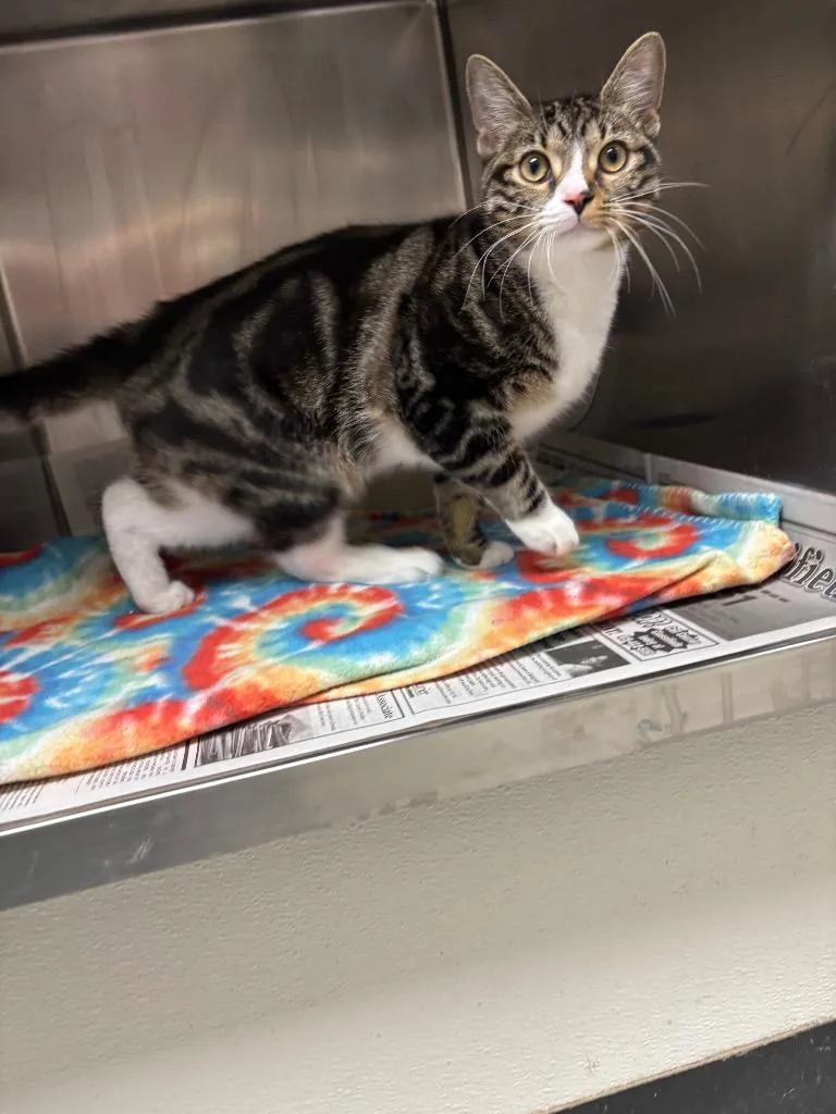 A baby medium-sized male Domestic Short Hair cat named Pete for adoption in Findlay, OH
