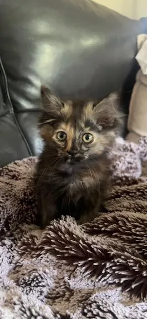 Kimchi
