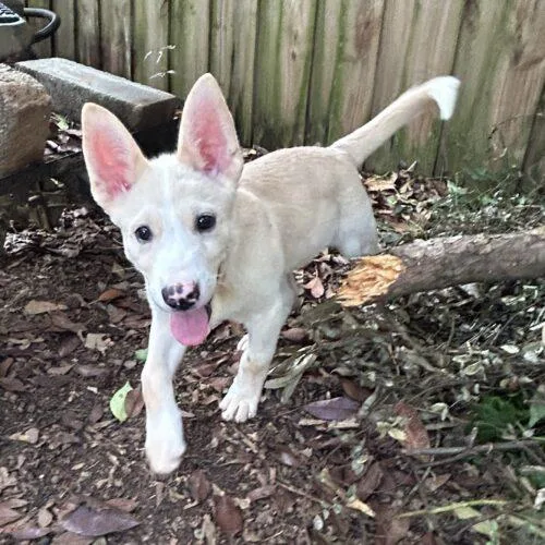 A baby small-sized male White / Cream German Shepherd Dog dog named Sherman for adoption in Raleigh, NC