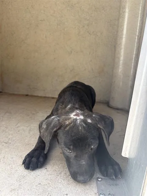 A baby small-sized female Pit Bull Terrier dog named A for adoption in Oklahoma City, OK