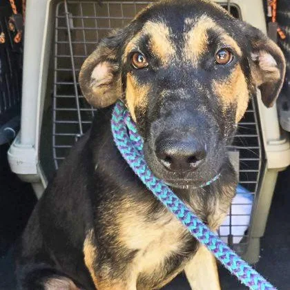 A baby large-sized male Black German Shepherd Dog dog named Chip for adoption in Fernandina Beach, FL