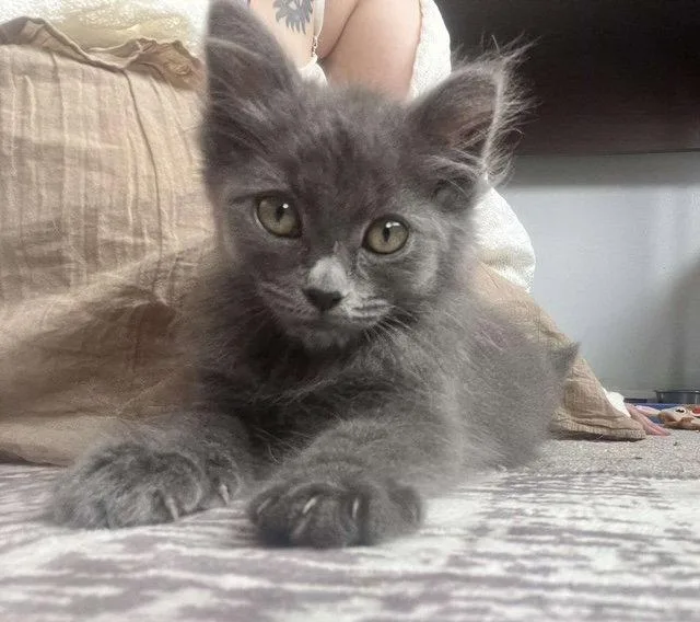 A young medium-sized female Gray / Blue / Silver Domestic Short Hair cat named Bellatrix for adoption in Rochester, NY
