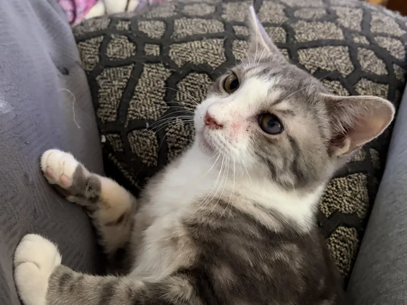 Klondike thumbnail 2