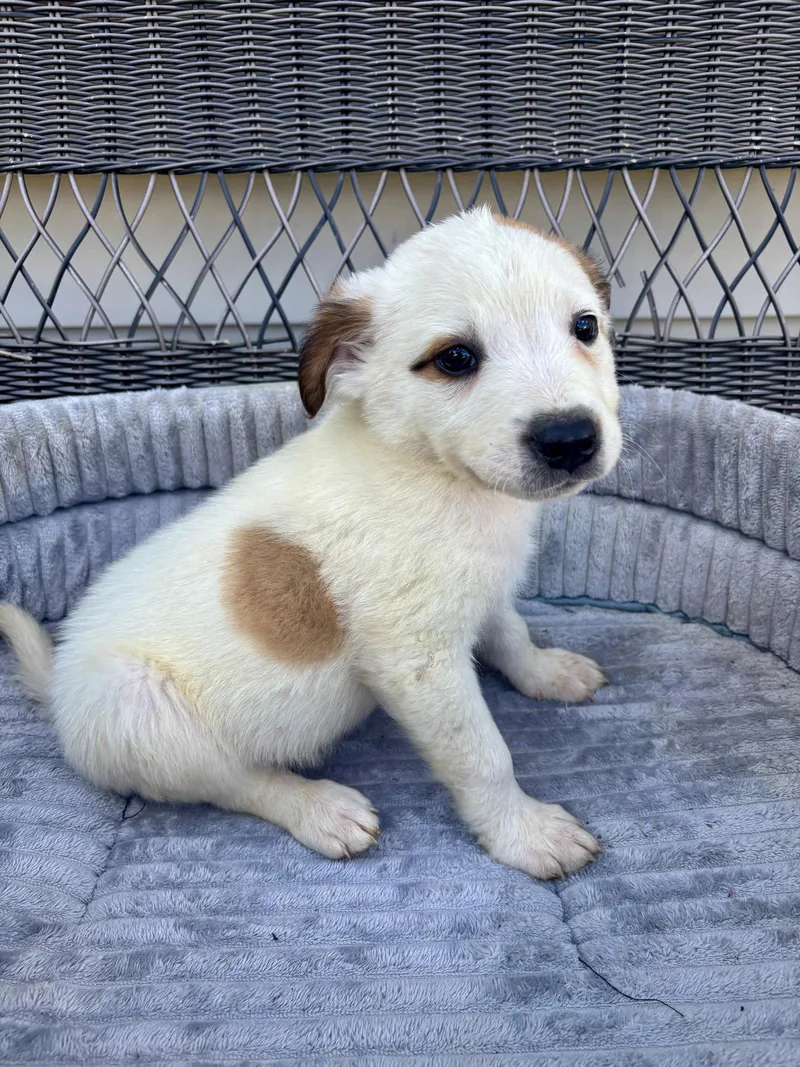 A baby medium-sized male Jack Russell Terrier dog named Puck for adoption in Holly Springs, NC