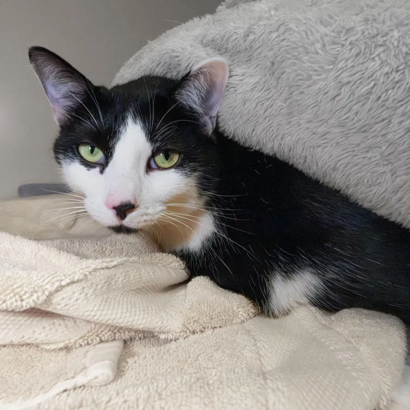 An adult large-sized male Black Domestic Short Hair cat named Lucky for adoption in South Elgin, IL