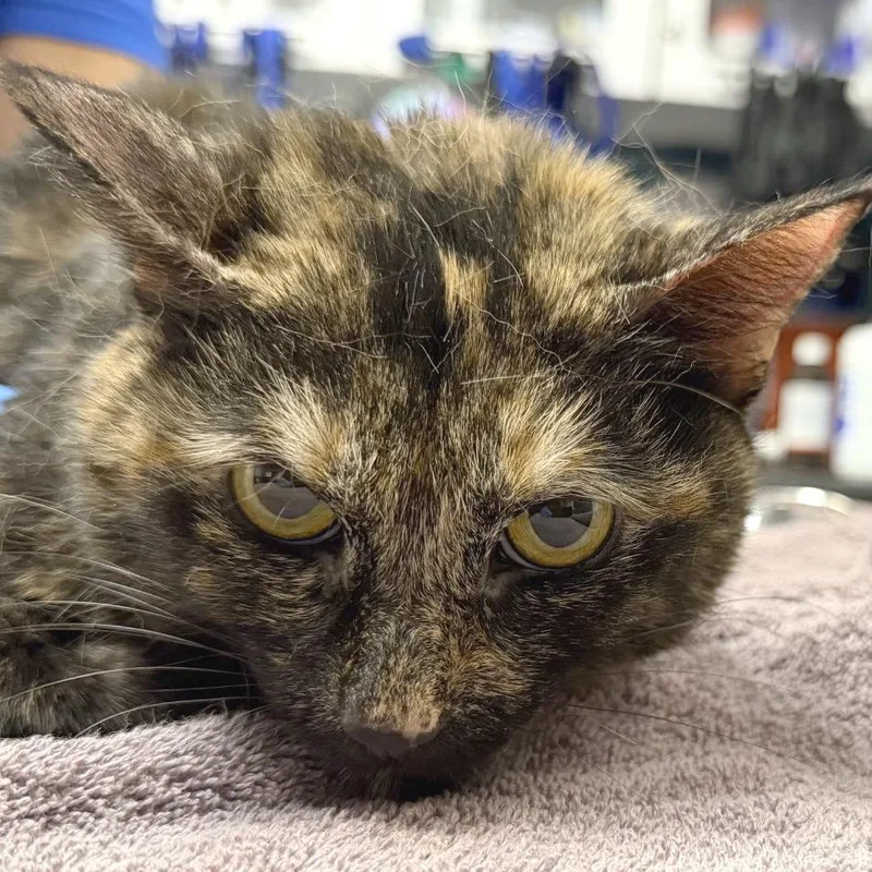 An adult medium-sized female Black Domestic Short Hair cat named Chispita for adoption in Providence, RI