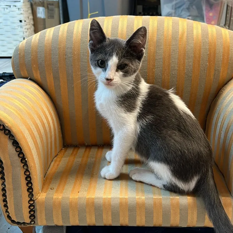 A baby small-sized male Gray / Blue / Silver Domestic Short Hair cat named Gopher for adoption in Granville, OH
