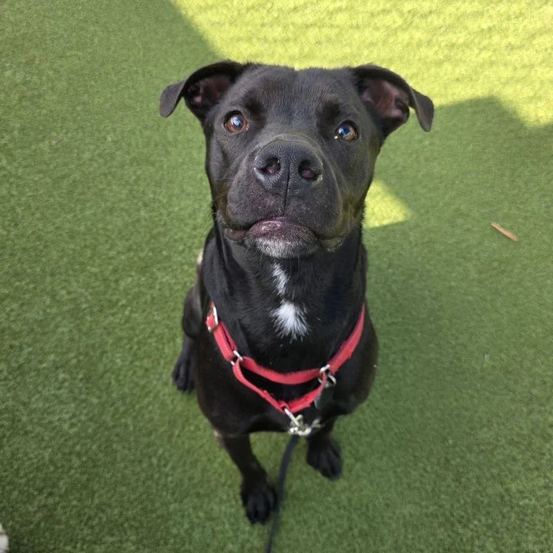 An adult medium-sized male Black Labrador Retriever dog named Casius for adoption in Austin, TX