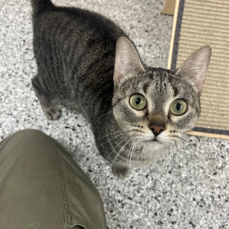 An adult medium-sized female Domestic Short Hair cat named Carnation for adoption in Mount Pleasant, MI