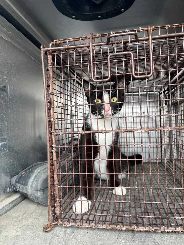 Whirlwind thumbnail 2