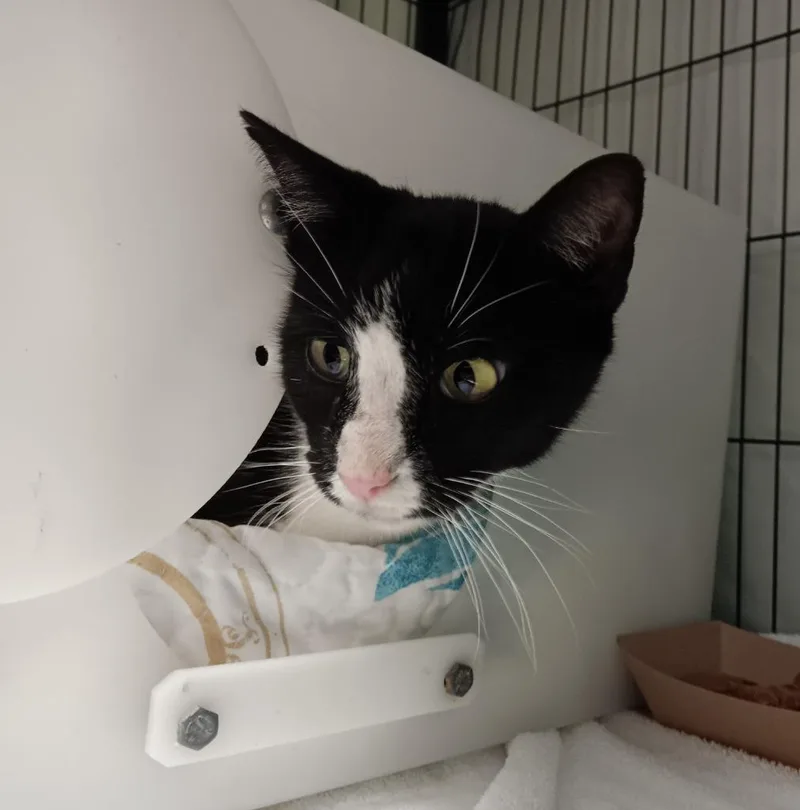 Whirlwind thumbnail 3